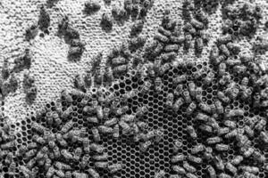 Abstract hexagon structure is honeycomb from bee hive filled photo