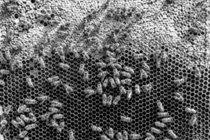 Abstract hexagon structure is honeycomb from bee hive filled photo