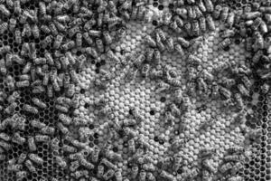 Abstract hexagon structure is honeycomb from bee hive filled photo
