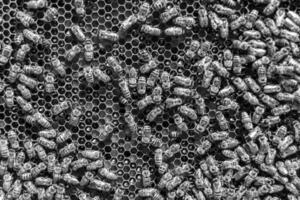 Abstract hexagon structure is honeycomb from bee hive filled photo