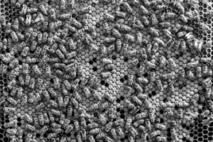 Abstract hexagon structure is honeycomb from bee hive filled photo