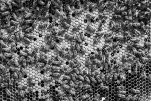 Abstract hexagon structure is honeycomb from bee hive filled photo