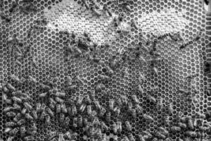 Abstract hexagon structure is honeycomb from bee hive filled photo