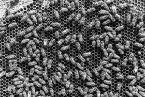 Abstract hexagon structure is honeycomb from bee hive filled photo