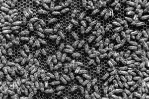 Abstract hexagon structure is honeycomb from bee hive filled photo
