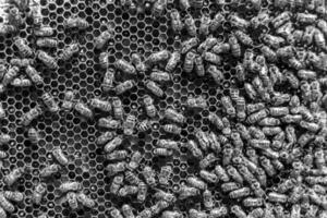Abstract hexagon structure is honeycomb from bee hive filled photo