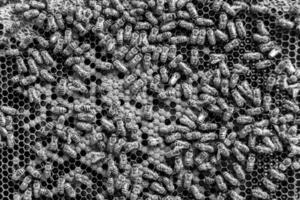 Abstract hexagon structure is honeycomb from bee hive filled photo