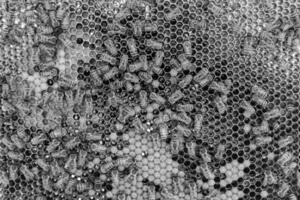 Abstract hexagon structure is honeycomb from bee hive filled photo