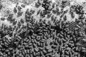 Abstract hexagon structure is honeycomb from bee hive filled photo