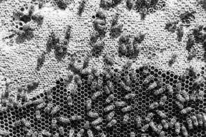 Abstract hexagon structure is honeycomb from bee hive filled photo