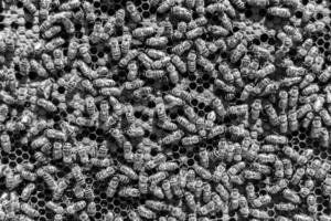 Abstract hexagon structure is honeycomb from bee hive filled photo