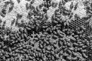 Abstract hexagon structure is honeycomb from bee hive filled photo