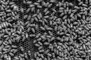 Abstract hexagon structure is honeycomb from bee hive filled photo