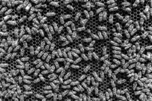 Abstract hexagon structure is honeycomb from bee hive filled photo