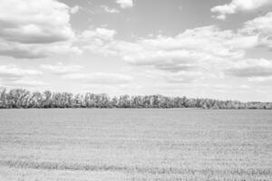 Beautiful horizon scenery in village meadow on color natural background photo