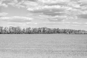 Beautiful horizon scenery in village meadow on color natural background photo
