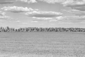 Beautiful horizon scenery in village meadow on color natural background photo