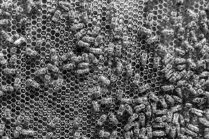 Abstract hexagon structure is honeycomb from bee hive filled photo