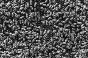 Abstract hexagon structure is honeycomb from bee hive filled photo