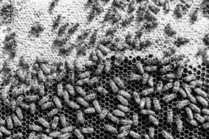 Abstract hexagon structure is honeycomb from bee hive filled photo