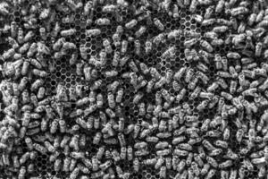 Abstract hexagon structure is honeycomb from bee hive filled photo