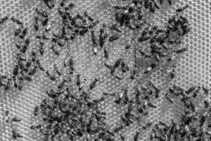 Abstract hexagon structure is honeycomb from bee hive filled photo