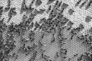 Abstract hexagon structure is honeycomb from bee hive filled photo