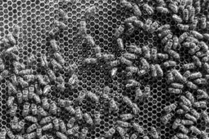 Abstract hexagon structure is honeycomb from bee hive filled photo