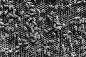 Abstract hexagon structure is honeycomb from bee hive filled photo