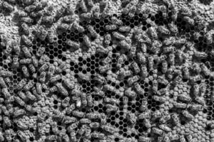 Abstract hexagon structure is honeycomb from bee hive filled photo
