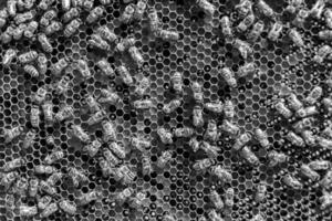 Abstract hexagon structure is honeycomb from bee hive filled photo