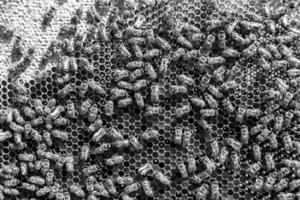 Abstract hexagon structure is honeycomb from bee hive filled photo