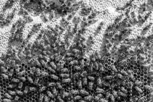Abstract hexagon structure is honeycomb from bee hive filled photo