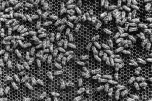 Abstract hexagon structure is honeycomb from bee hive filled photo