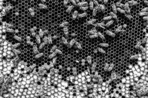 Abstract hexagon structure is honeycomb from bee hive filled photo