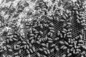 Abstract hexagon structure is honeycomb from bee hive filled photo