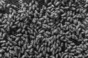 Abstract hexagon structure is honeycomb from bee hive filled photo