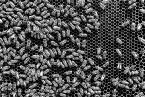 Abstract hexagon structure is honeycomb from bee hive filled photo