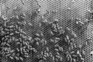 Abstract hexagon structure is honeycomb from bee hive filled photo