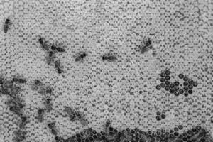 Abstract hexagon structure is honeycomb from bee hive filled photo