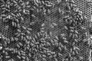 Abstract hexagon structure is honeycomb from bee hive filled photo