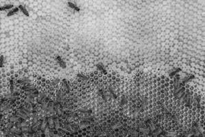 Abstract hexagon structure is honeycomb from bee hive filled photo