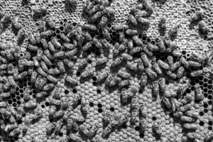 Abstract hexagon structure is honeycomb from bee hive filled photo