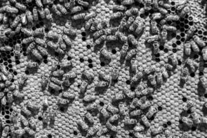 Abstract hexagon structure is honeycomb from bee hive filled photo