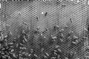 Abstract hexagon structure is honeycomb from bee hive filled photo
