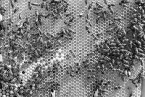 Abstract hexagon structure is honeycomb from bee hive filled photo
