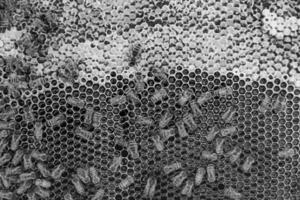 Abstract hexagon structure is honeycomb from bee hive filled photo