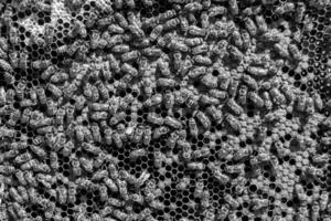 Abstract hexagon structure is honeycomb from bee hive filled photo