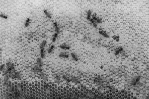 Abstract hexagon structure is honeycomb from bee hive filled photo
