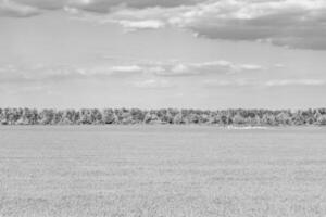 Beautiful horizon scenery in village meadow on color natural background photo